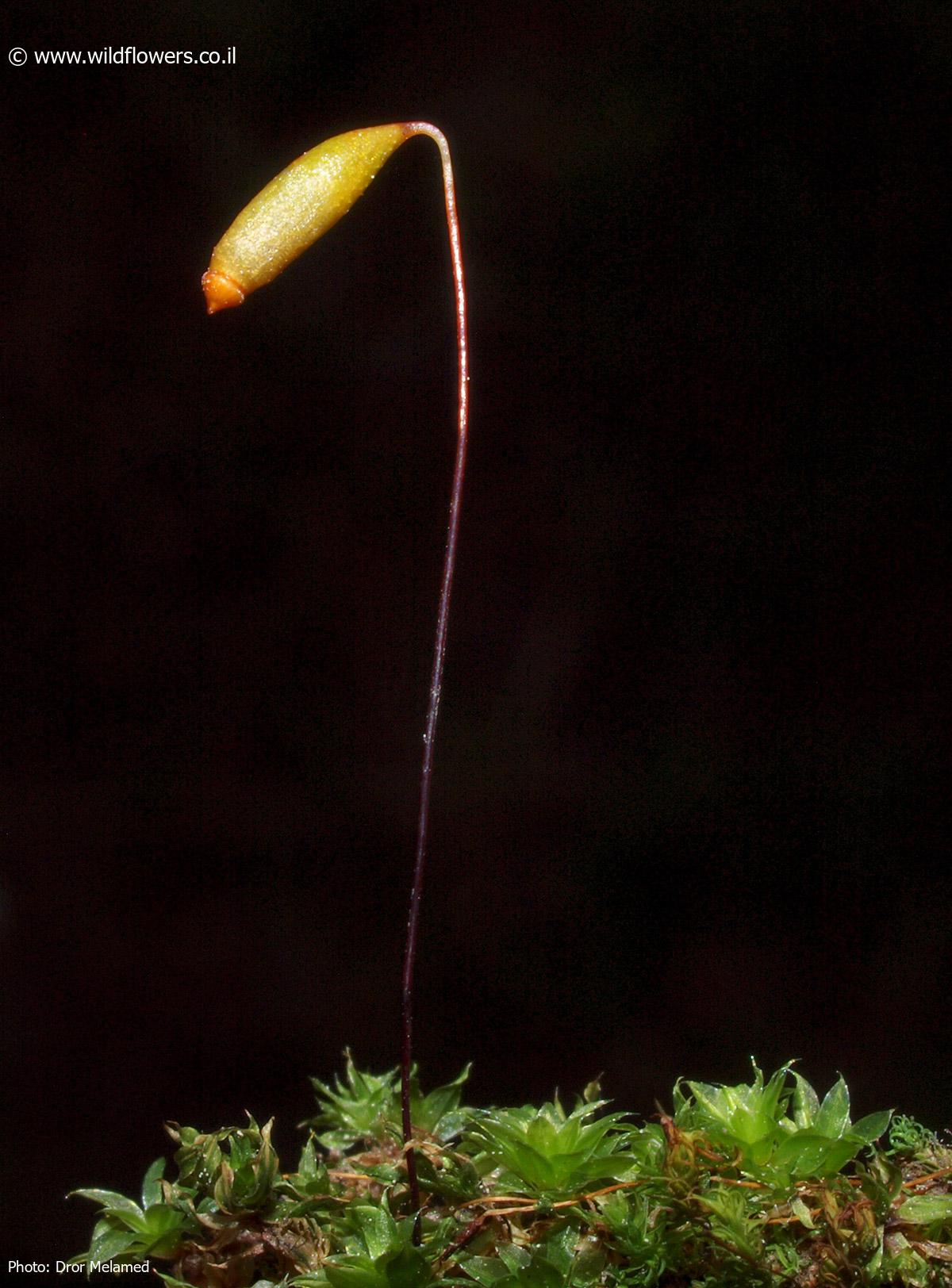 Rosulabryum  donianum